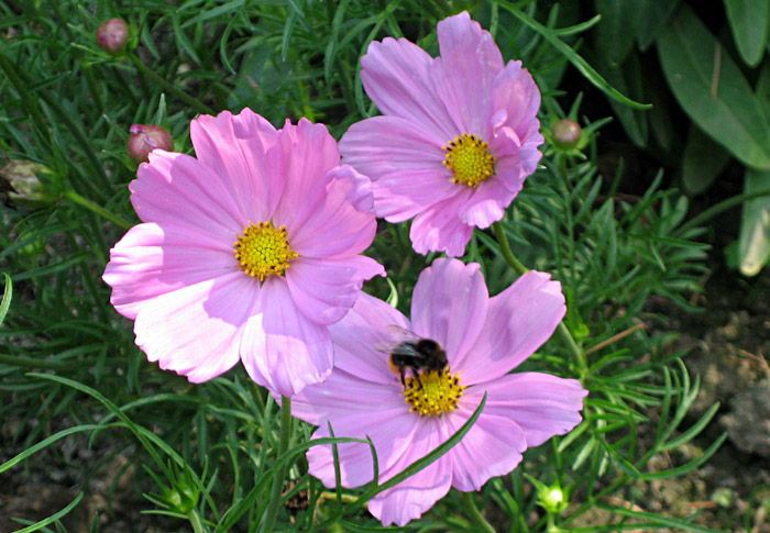 Blumen im Garten meiner Eltern